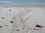 61- Les traces de la tortue sur la plage